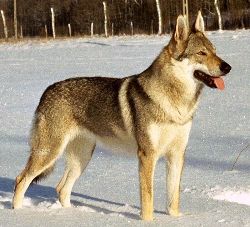 Finnish Hound in Snow