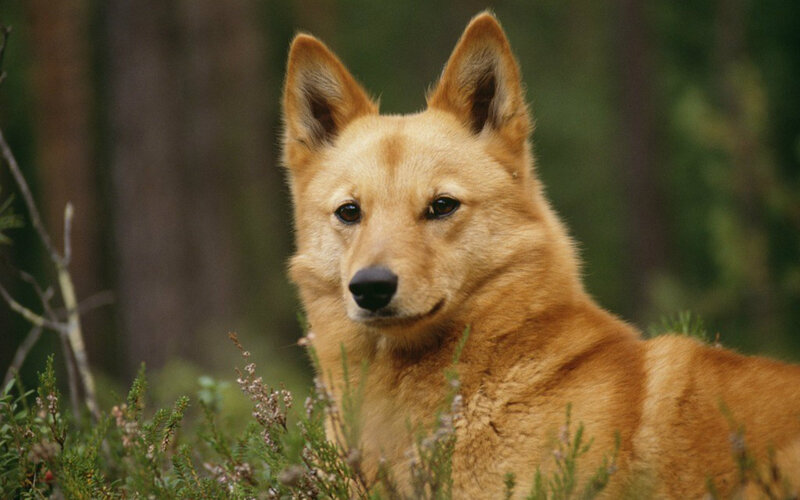 Finnish Spitz Dog — Brown