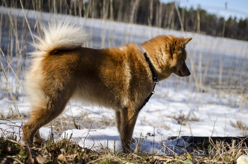 Finnish Spitz Dog