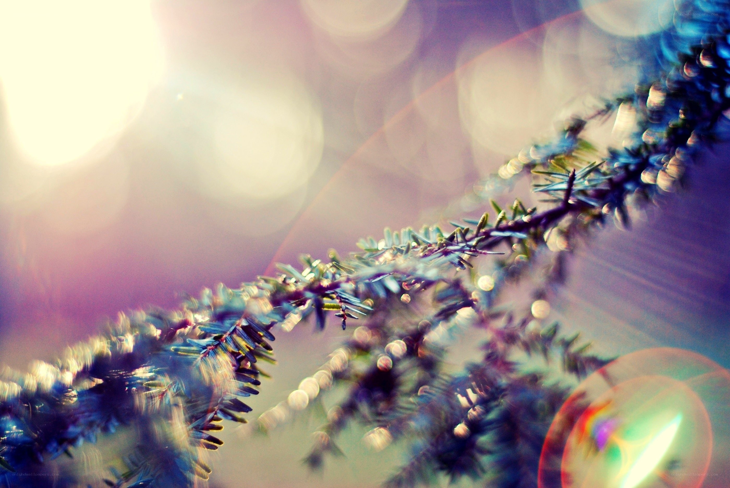 Fir branch with lens flare