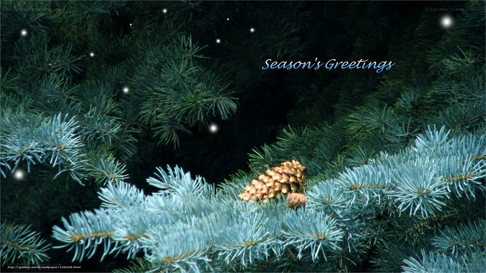 Fir branches with pinecones