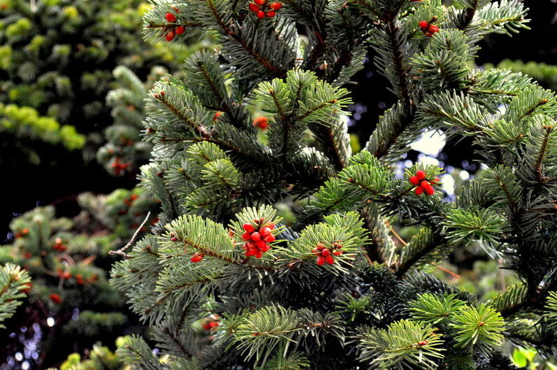 Fir Tree with Red Berries