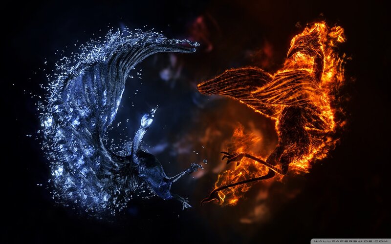 Fire and water birds in conflict