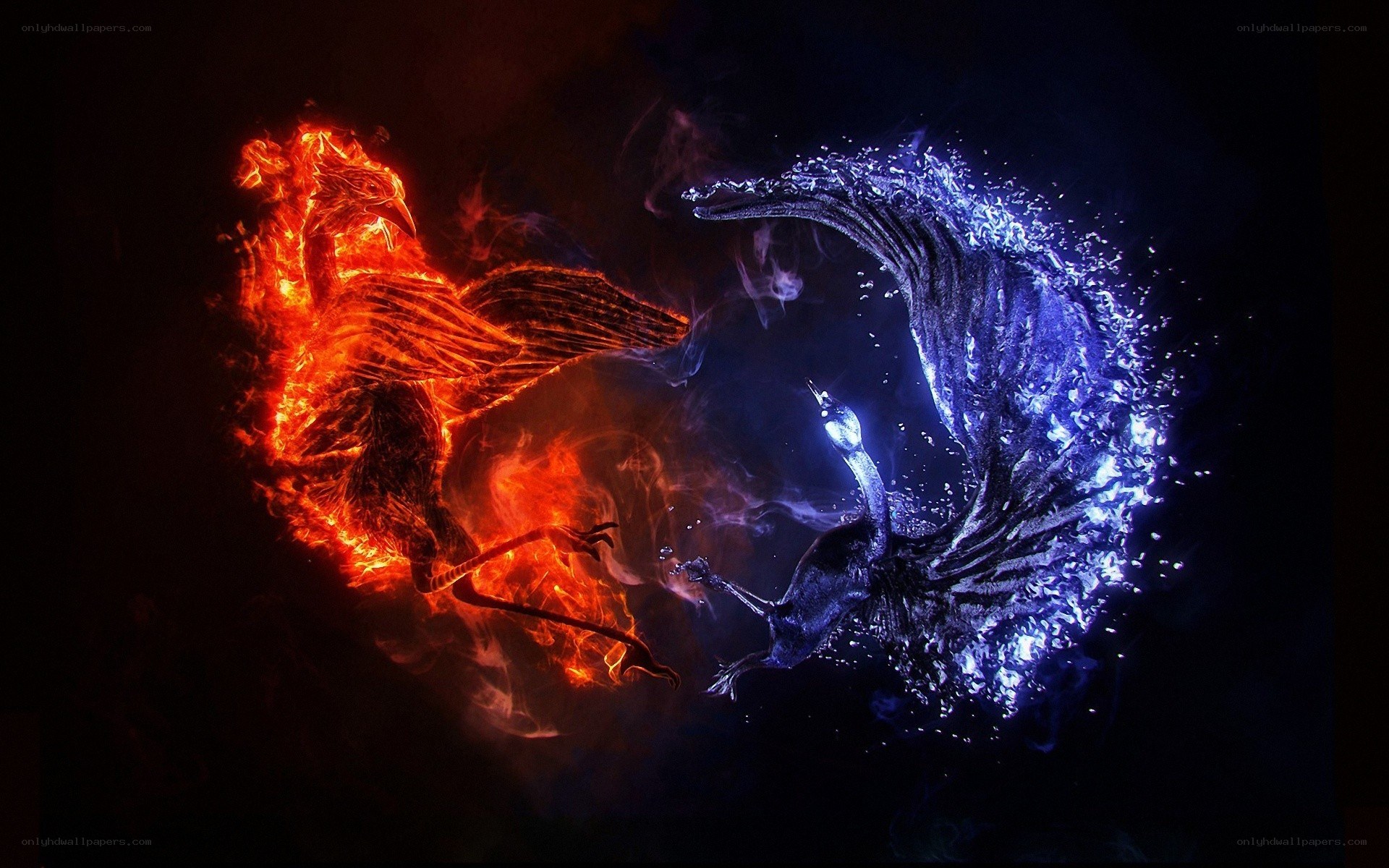 Fire and water phoenixes
