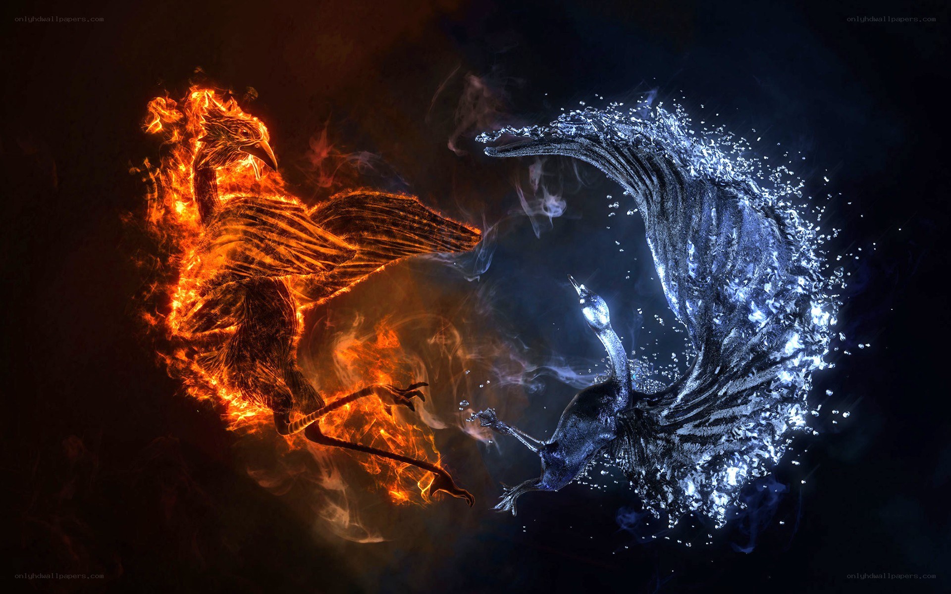 Fire and water phoenixes