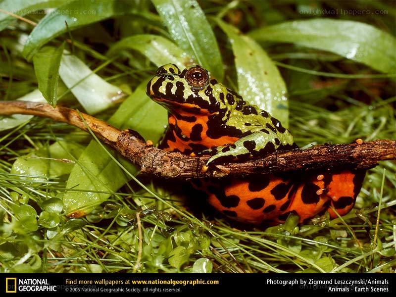 fire-bellied toad on a branch