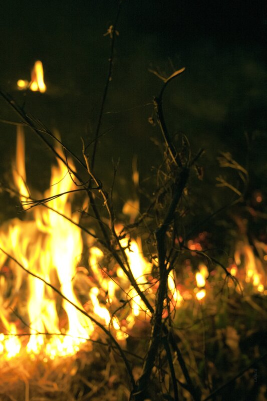 Fire in the forest at night