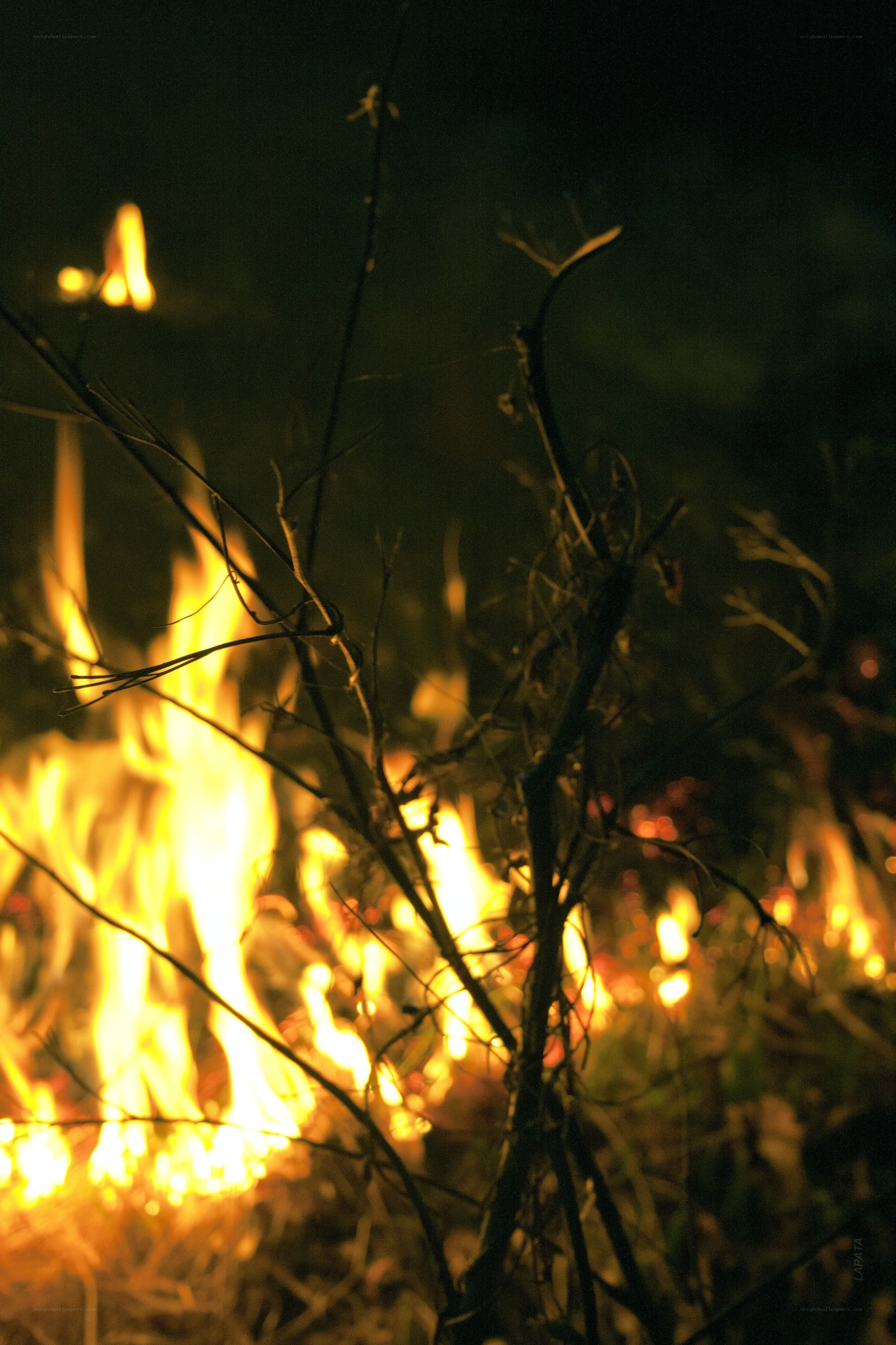 Fire in the forest at night