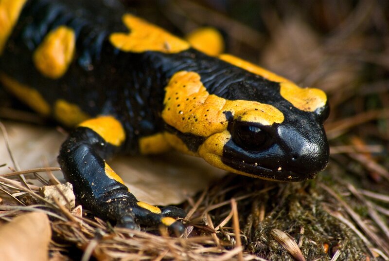 fire salamander in forest
