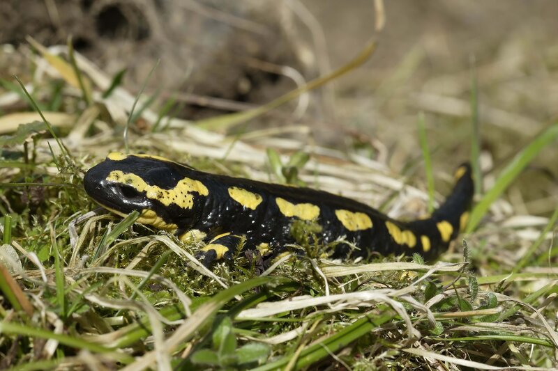 fire salamander in grass