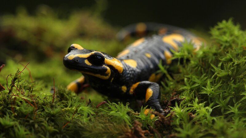Fire Salamander on Moss — Black