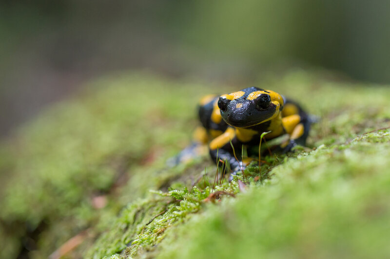 Fire Salamander on Moss — Green