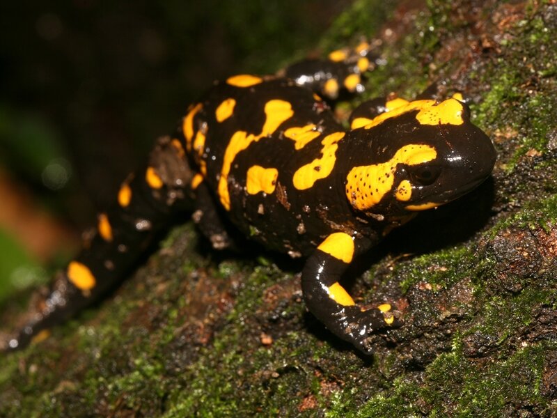 fire salamander on moss
