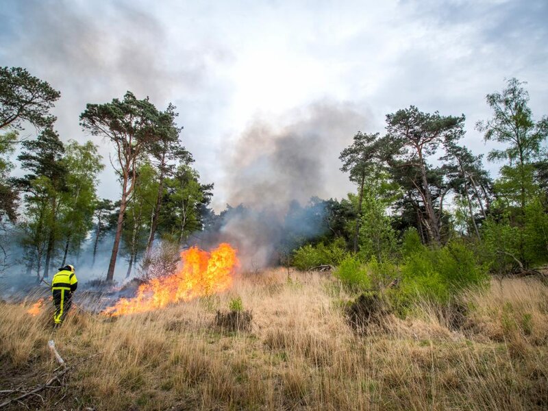 Firefighter in Forest Fire