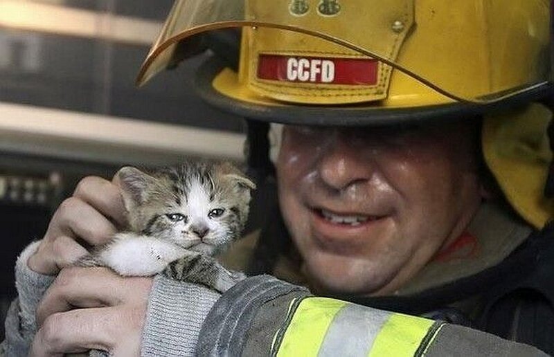 firefighter rescues kitten