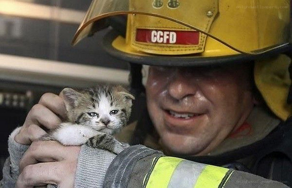 firefighter rescues kitten