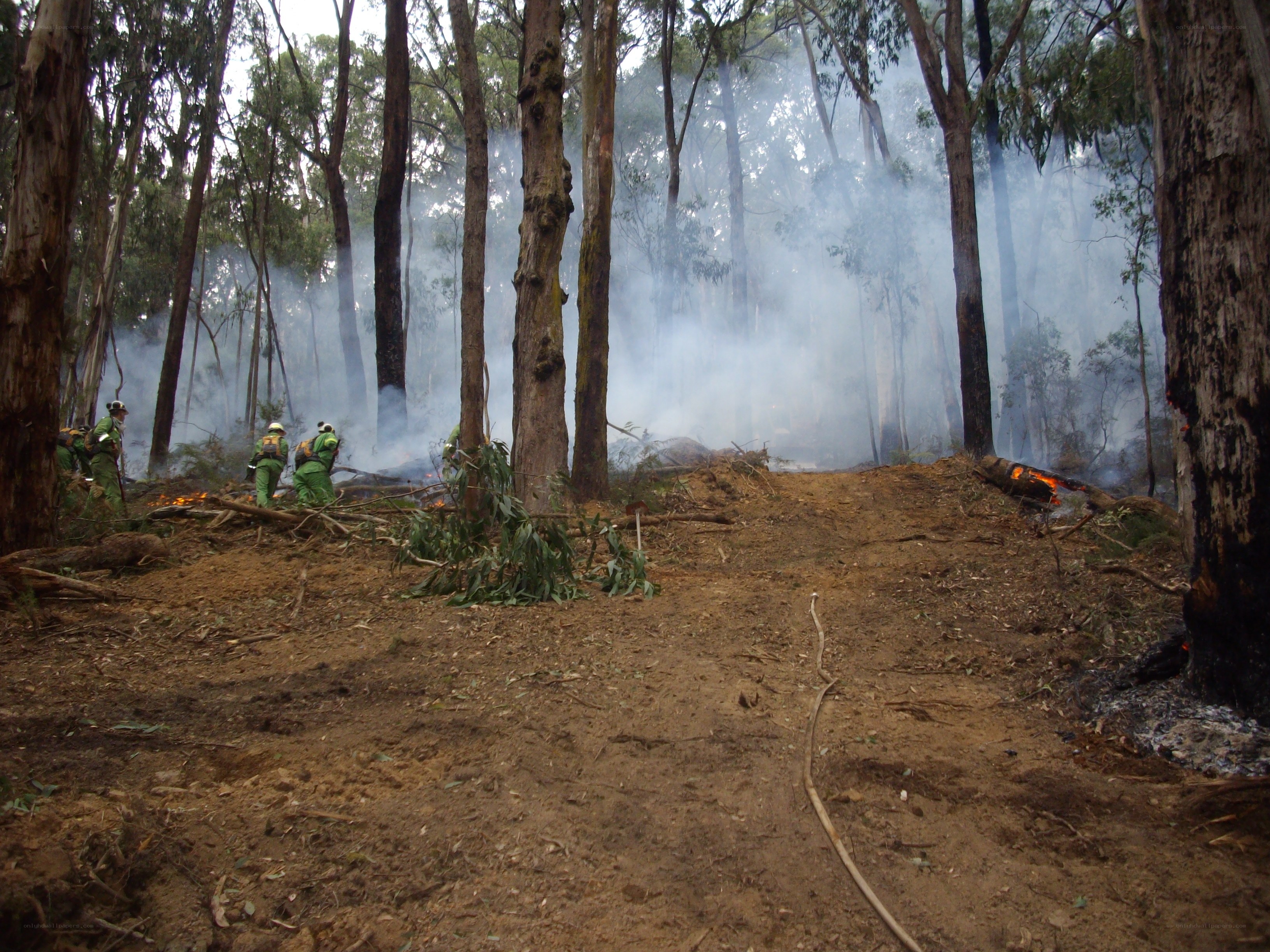 Firefighters in a smoky forest