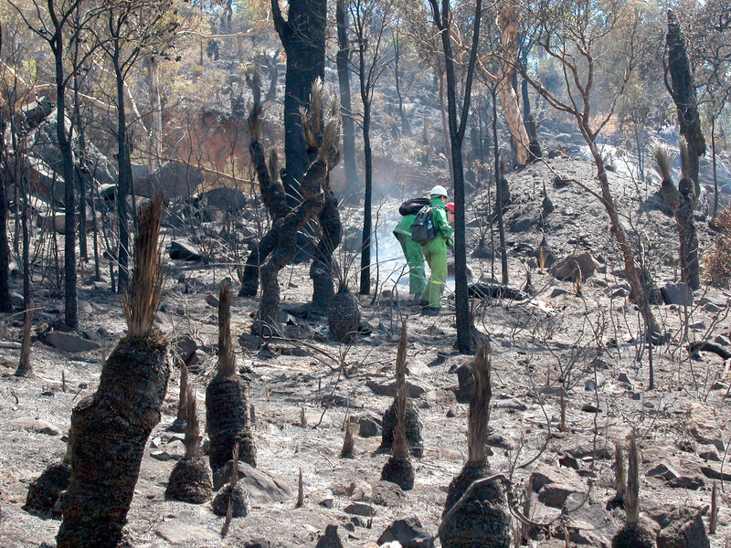 Firefighters in Burnt Forest