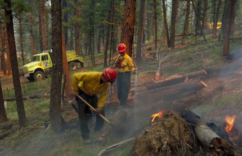 Firefighters in Forest