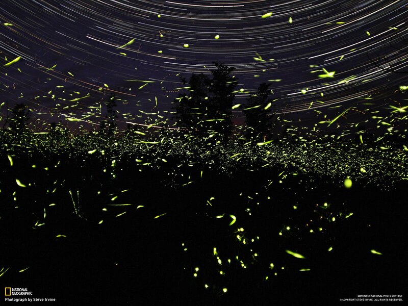Fireflies and star trails