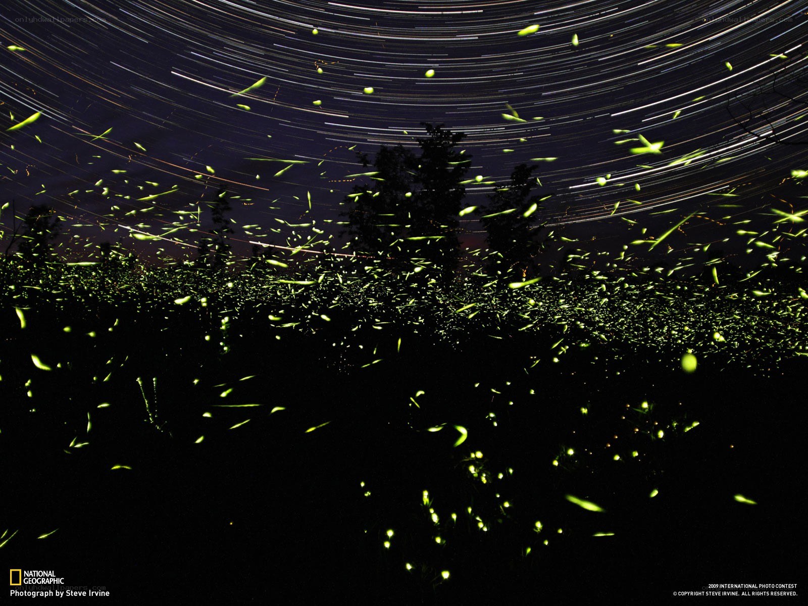 Fireflies and star trails