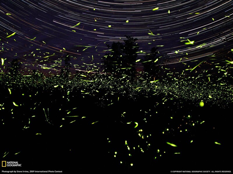 Fireflies and star trails