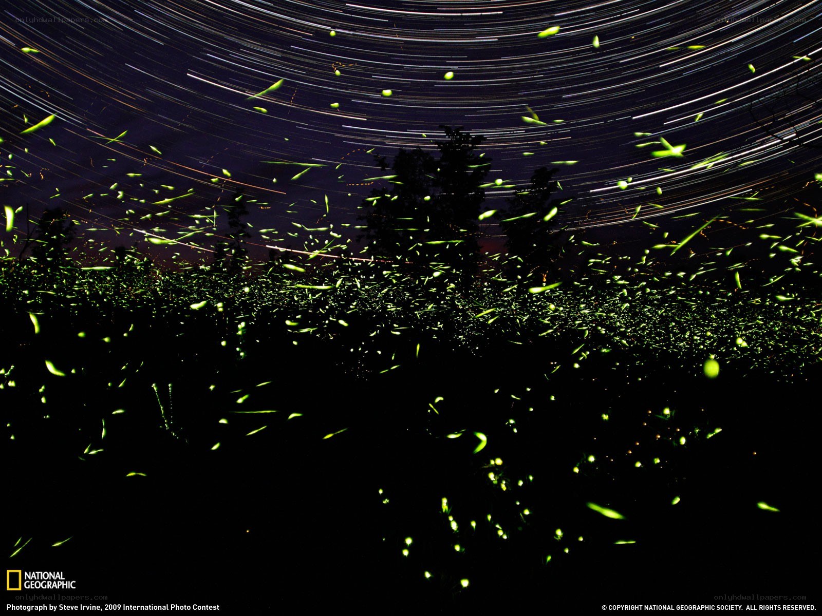 Fireflies and star trails