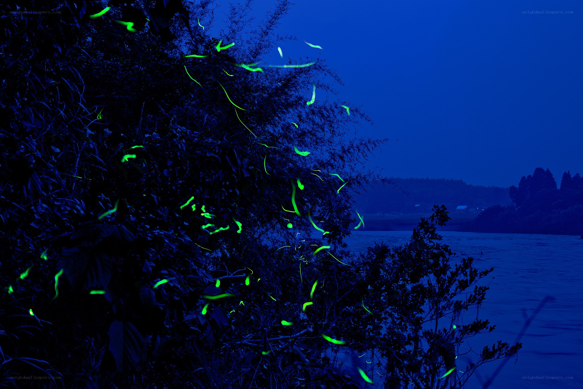 Fireflies at dusk by the river