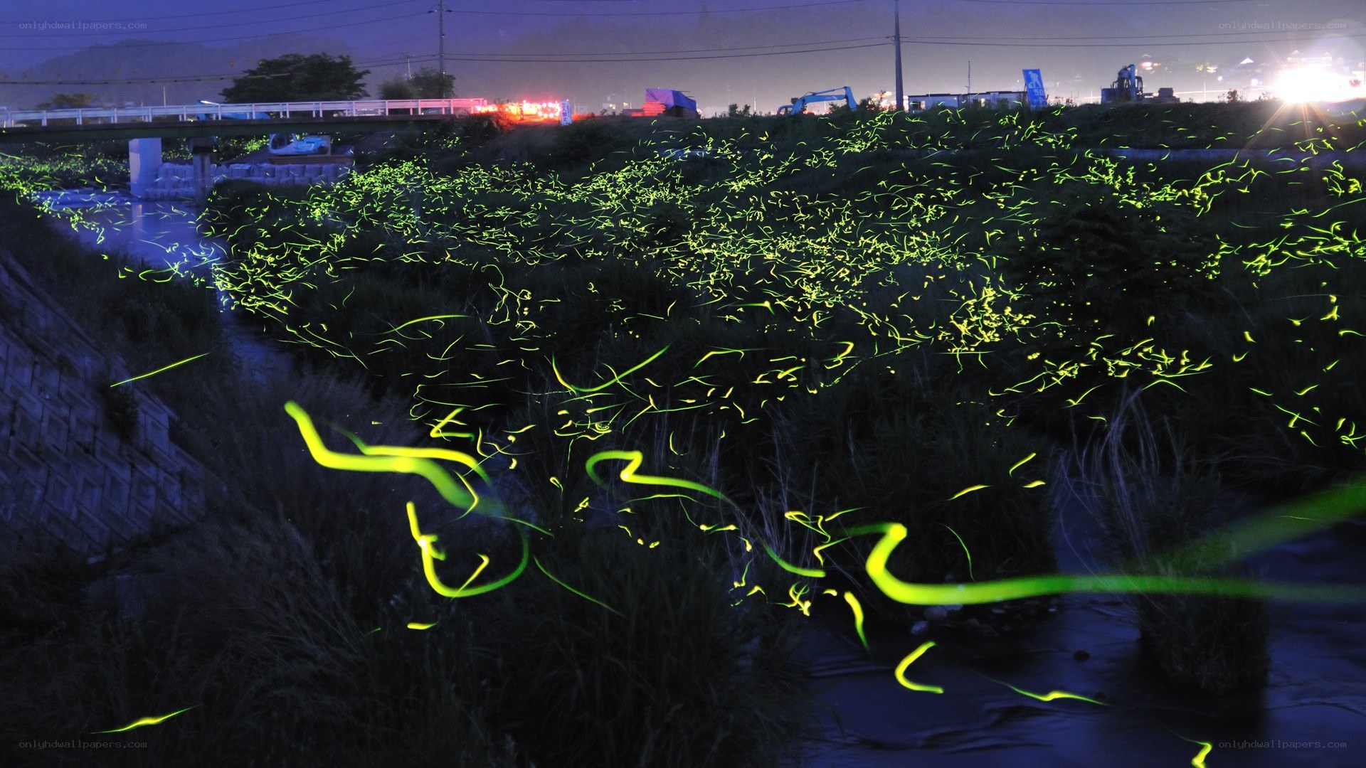 Fireflies at night in a field