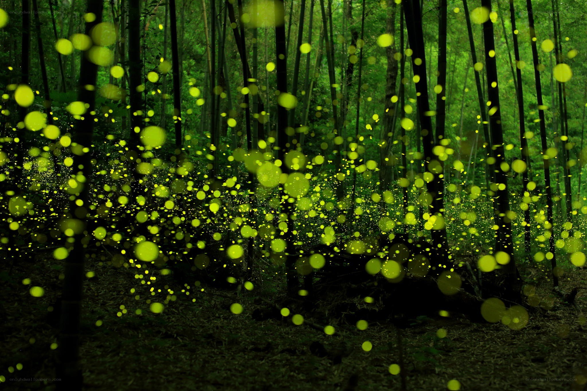 Fireflies in a bamboo forest