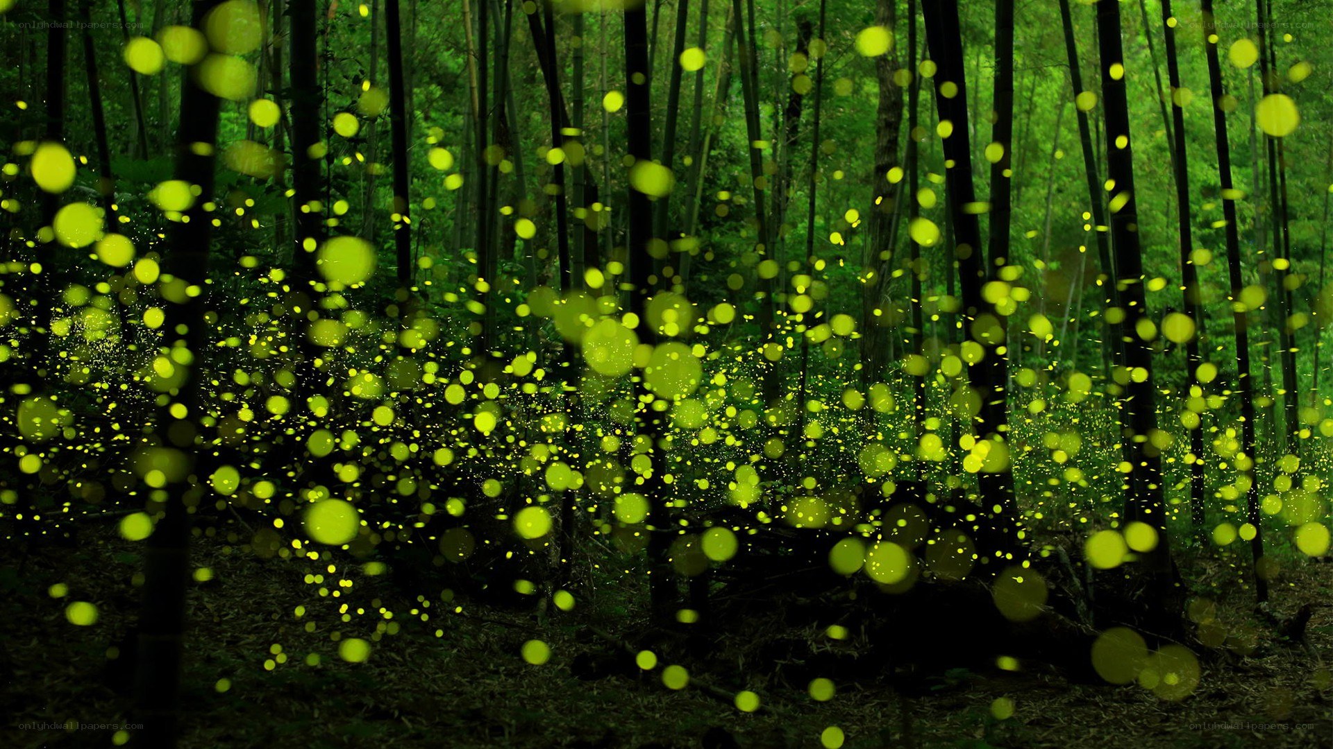 Fireflies in a bamboo forest