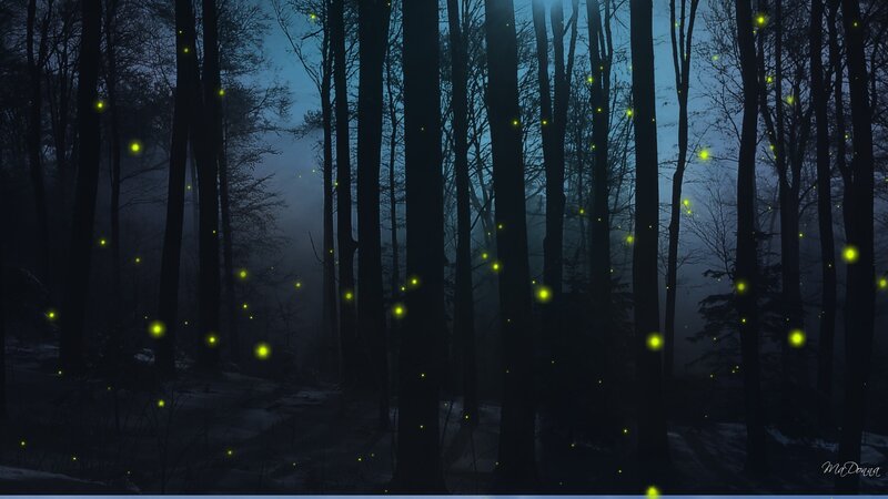 fireflies in a dark forest