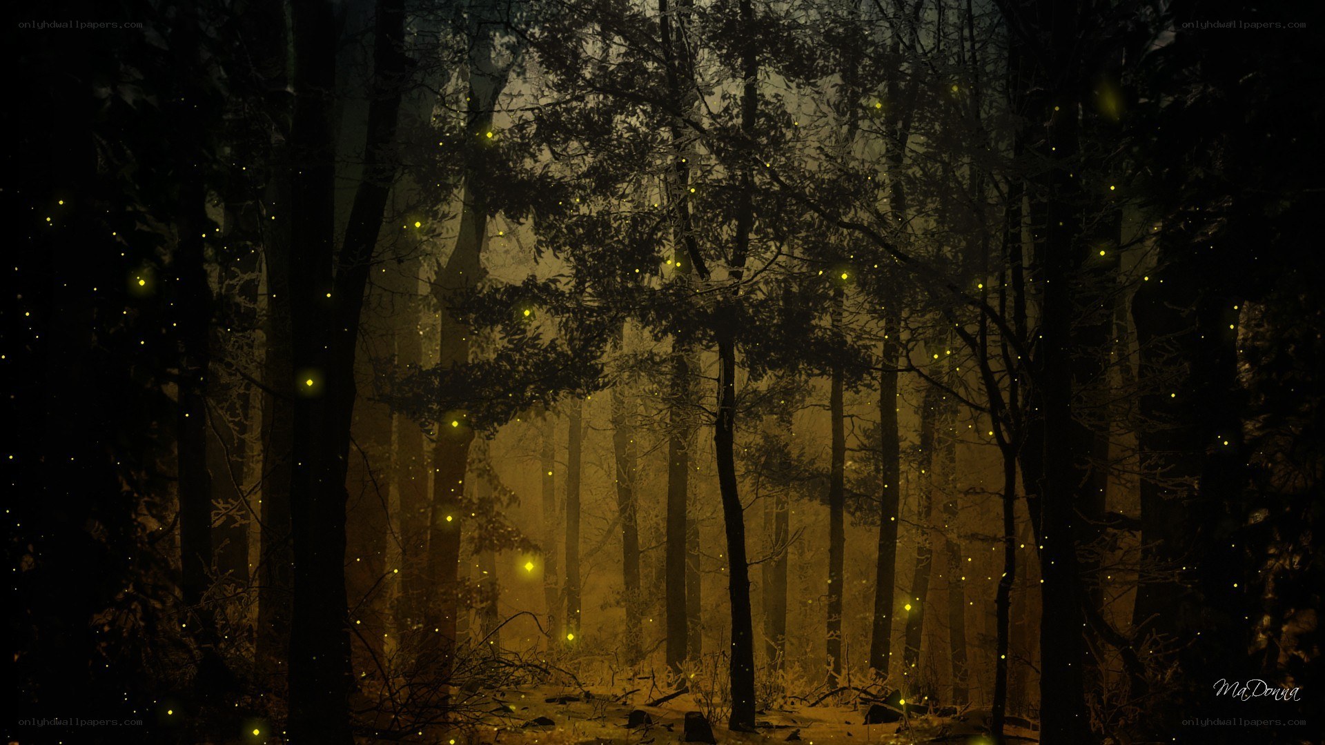 fireflies in a dark forest