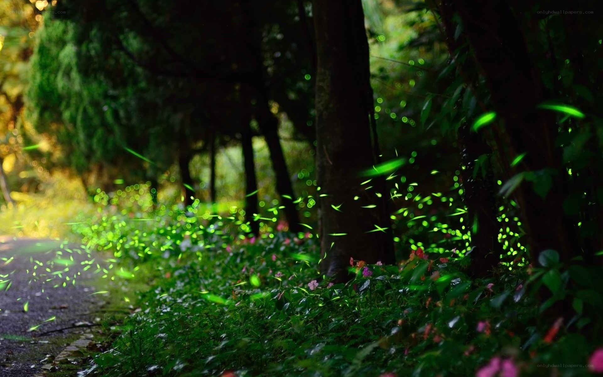 Fireflies in a forest at night