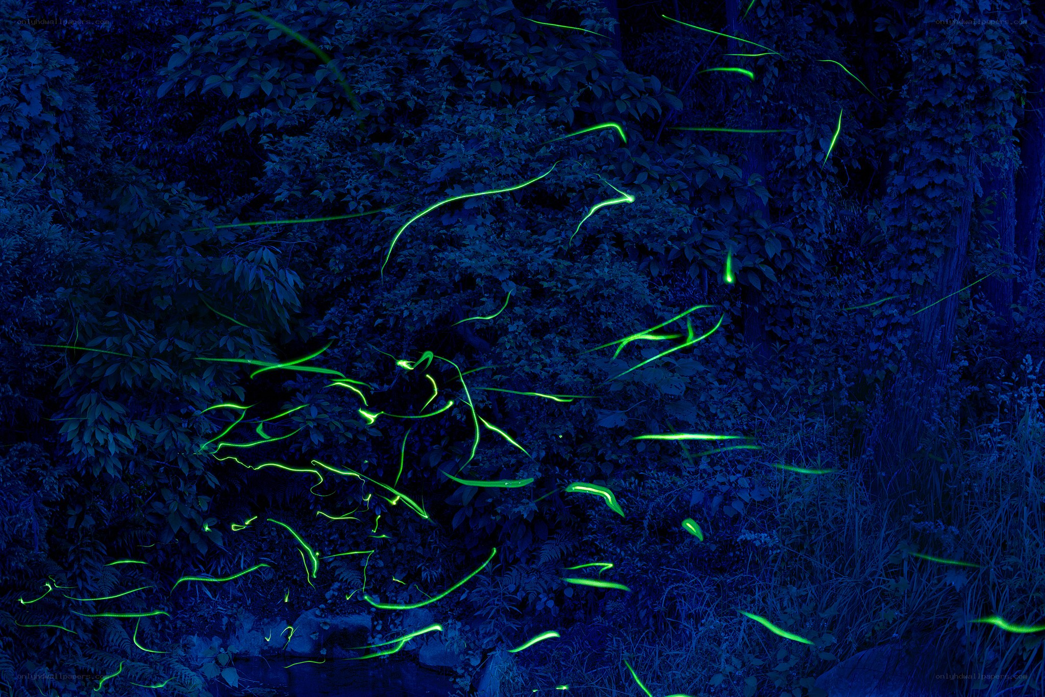 Fireflies in a forest at night