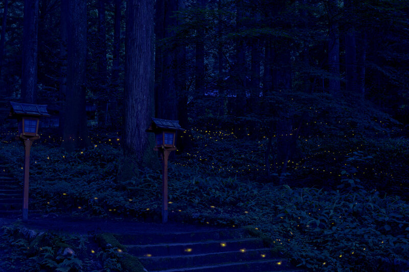 Fireflies in a forest at night