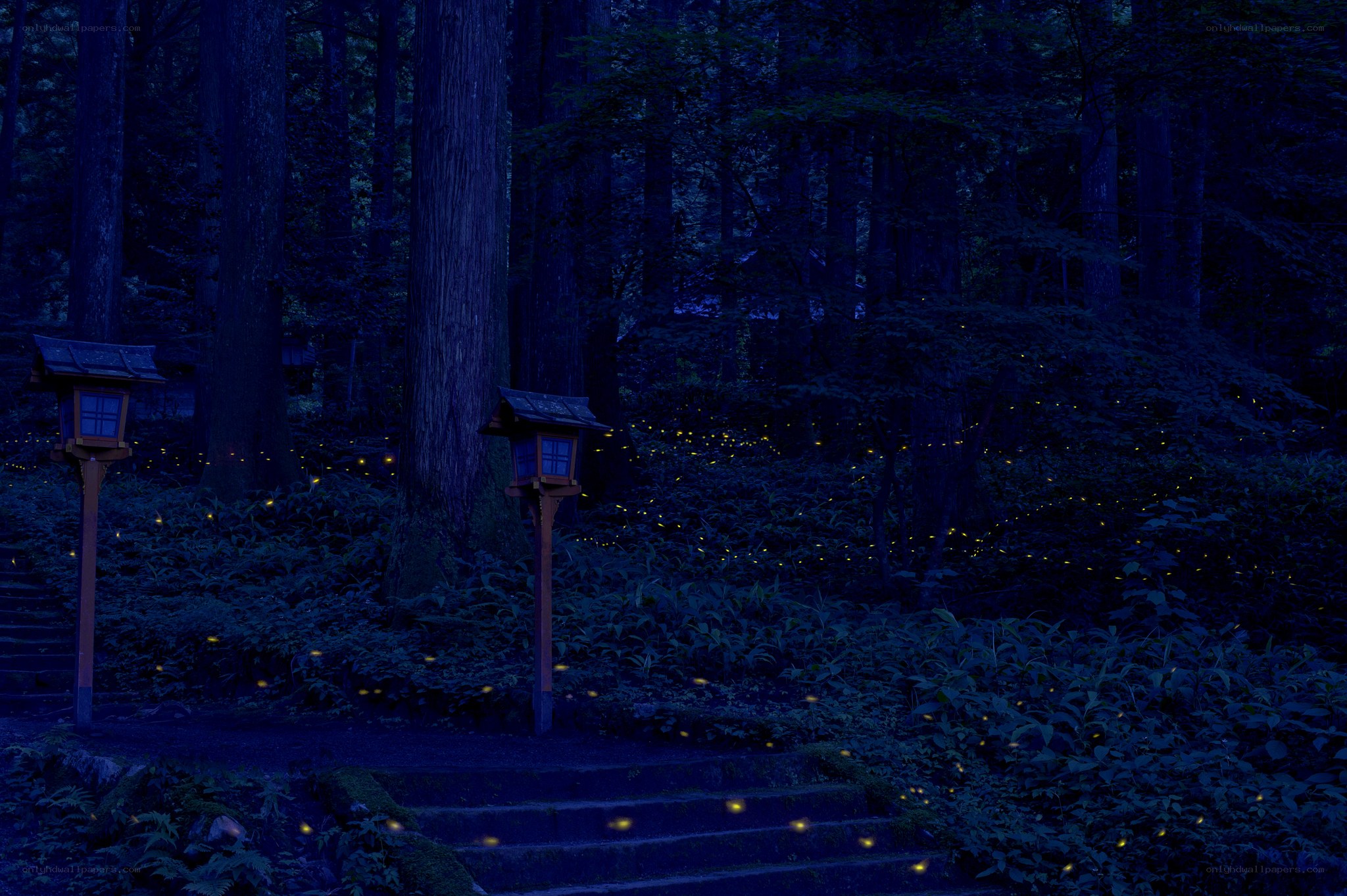 Fireflies in a forest at night