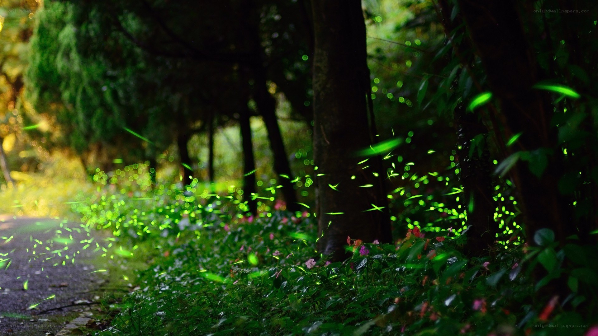 Fireflies in a forest at night