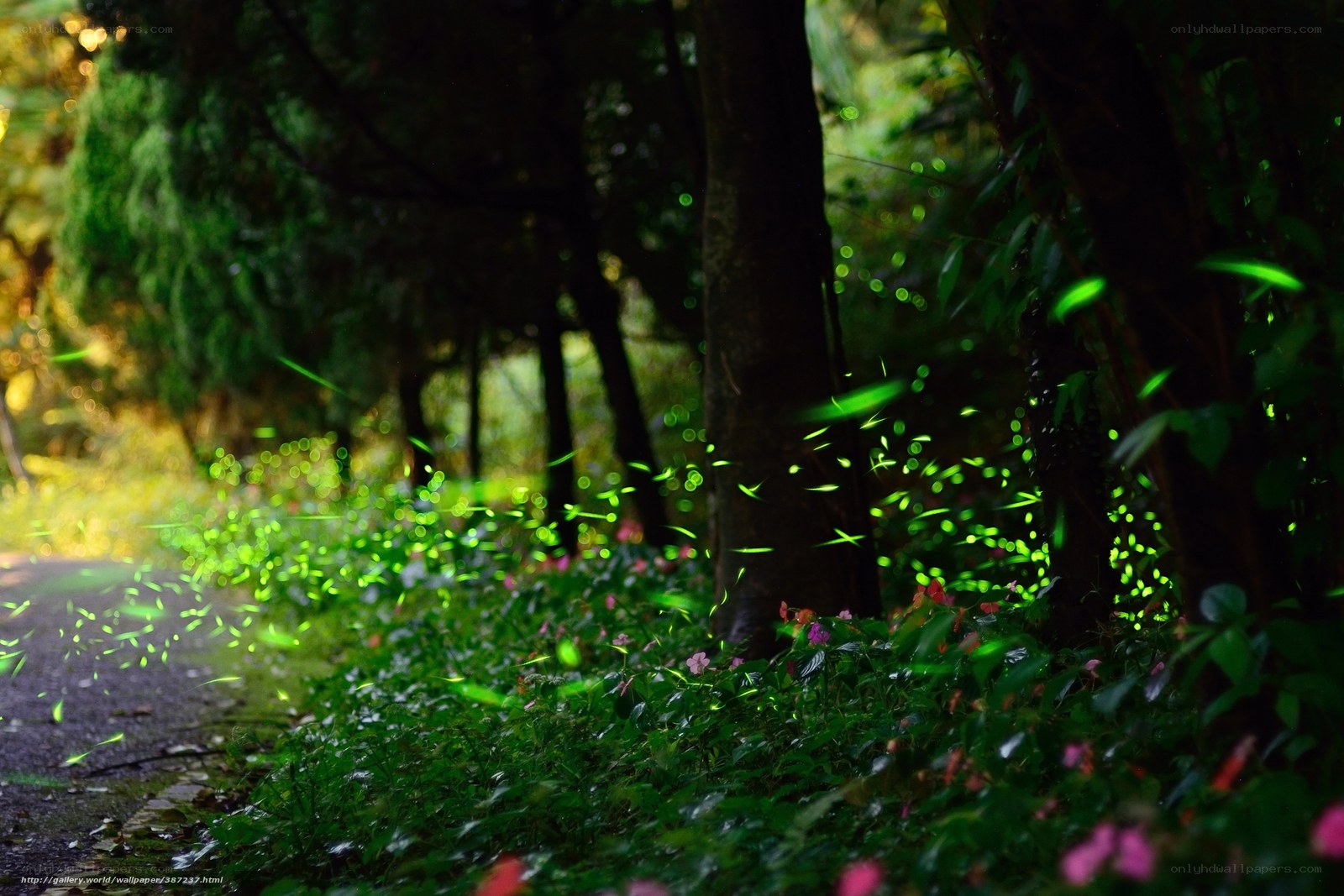 Fireflies in a forest at night