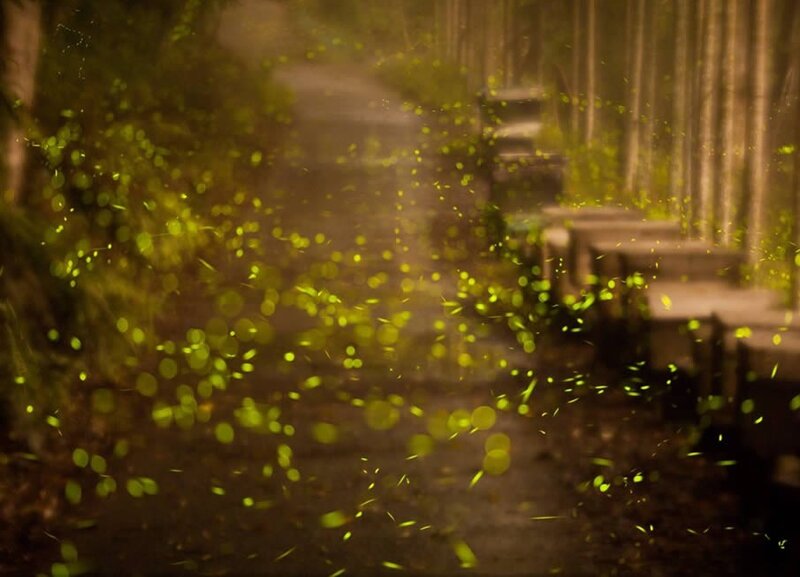 Fireflies in a forest path