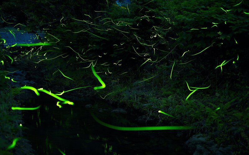 Fireflies in a forest stream