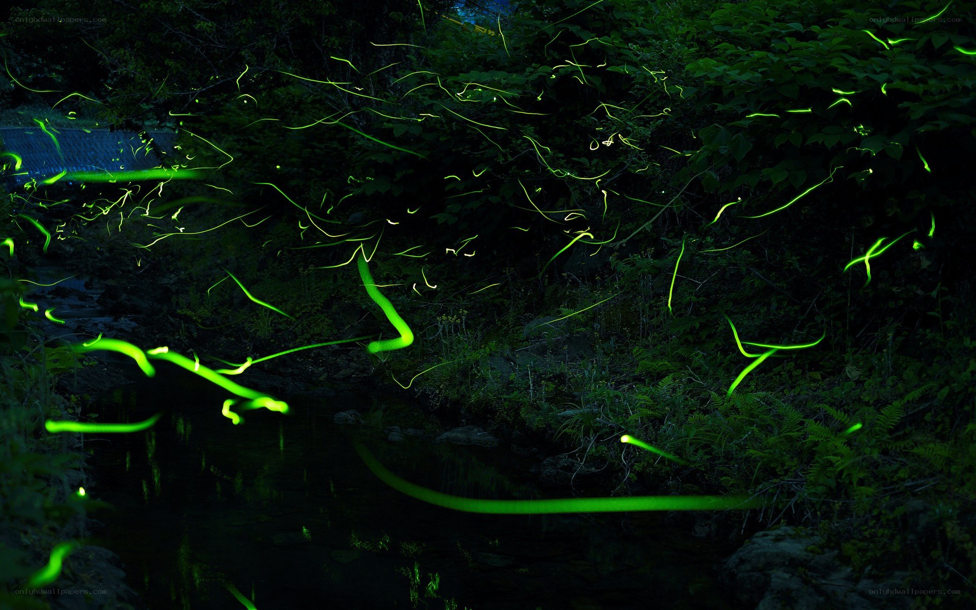 Fireflies in a forest stream