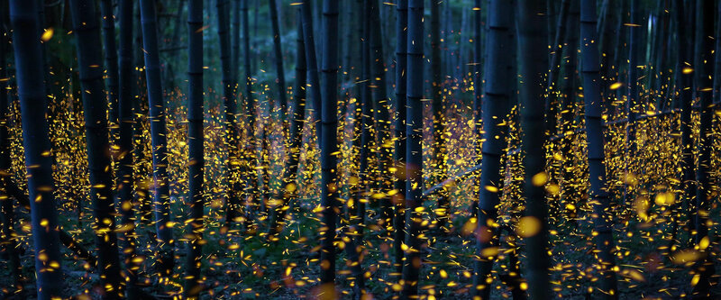 Fireflies in Bamboo Forest