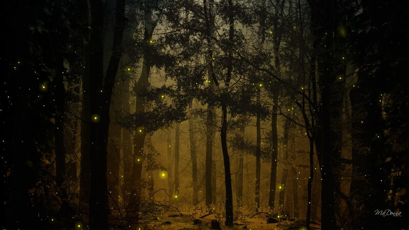 Fireflies in Forest — Black, Mysterious