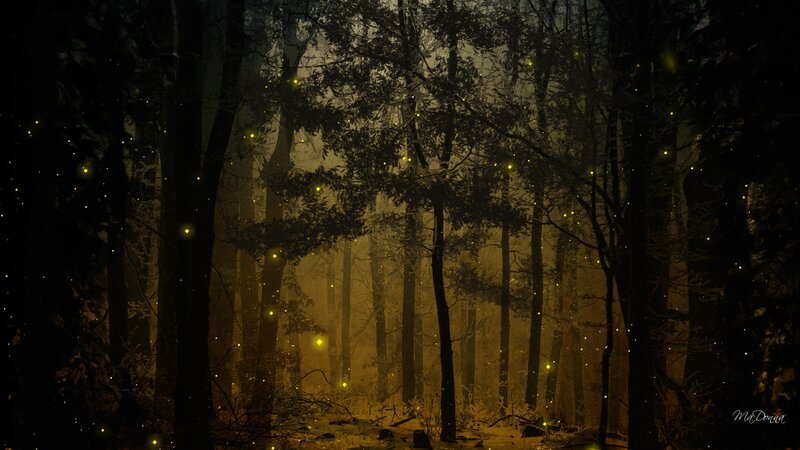 Fireflies in Forest — Black