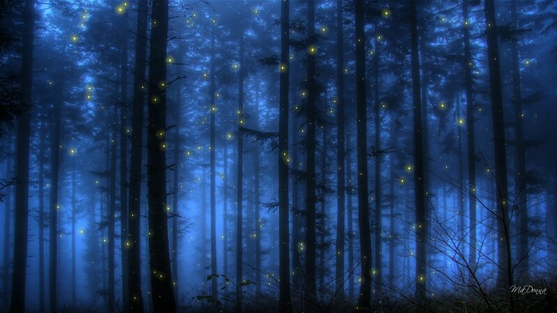 Fireflies in Forest — Blue, Mystical, Night