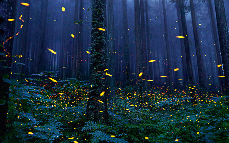 Fireflies in Forest — Blue, Serene