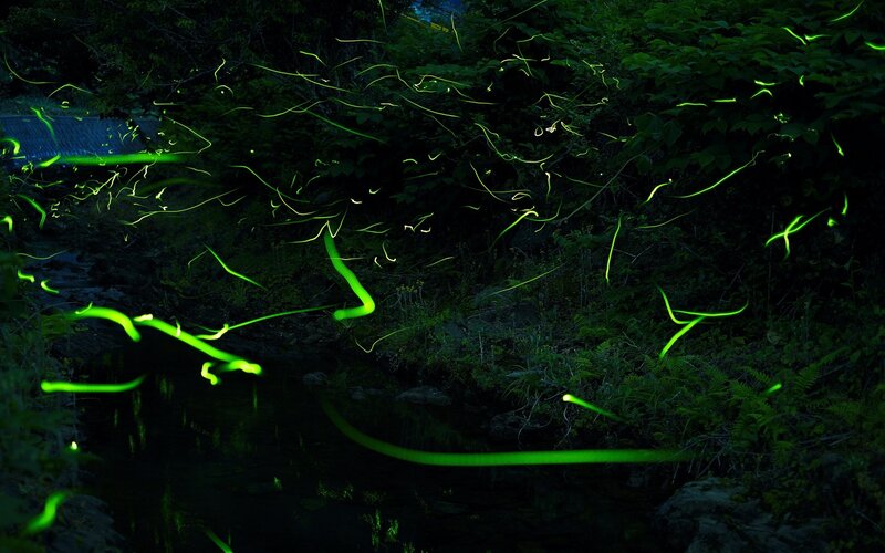 Fireflies in Forest — Green, Dark