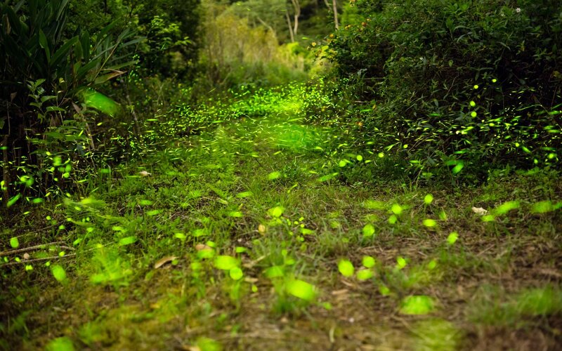 Fireflies in Forest — Green, Serene, Night, Photograph, Grass