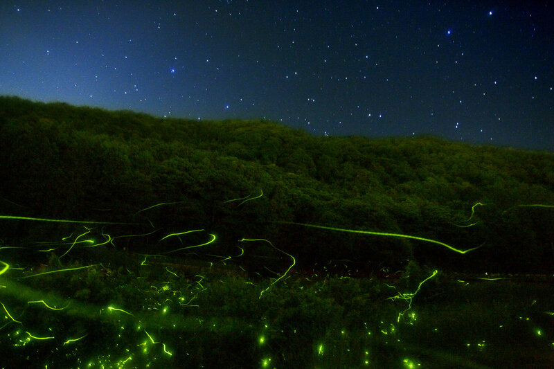 Fireflies in Forest — Green, Serene, Night, Photograph, Stars, Night Sky